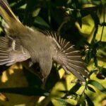 A Bird Walk in Central Park: Come enjoy the fall migration!