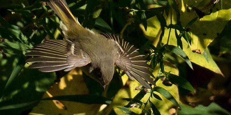A Bird Walk in Central Park: Come enjoy the fall migration!