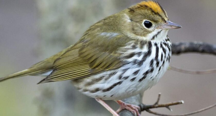 A Bird Walk in Central Park: Come enjoy the spring migration!  May 1st