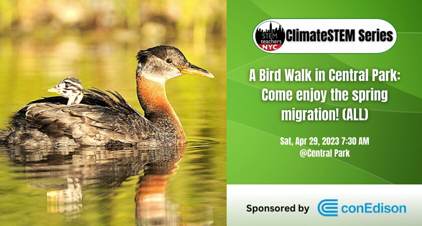 A Bird Walk in Central Park: Come enjoy the spring migration! (ALL)